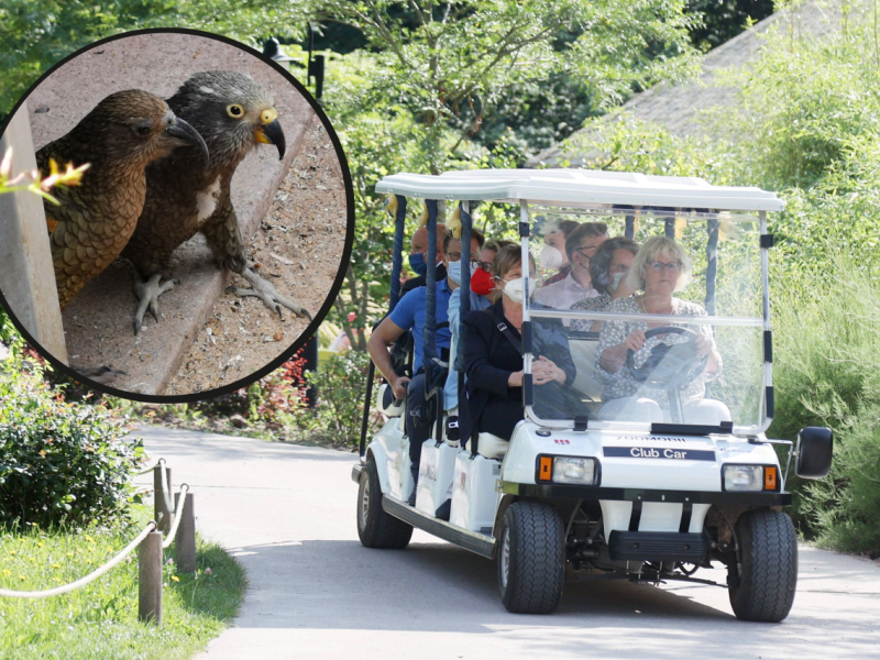 Zoo Erfurt Kea .png