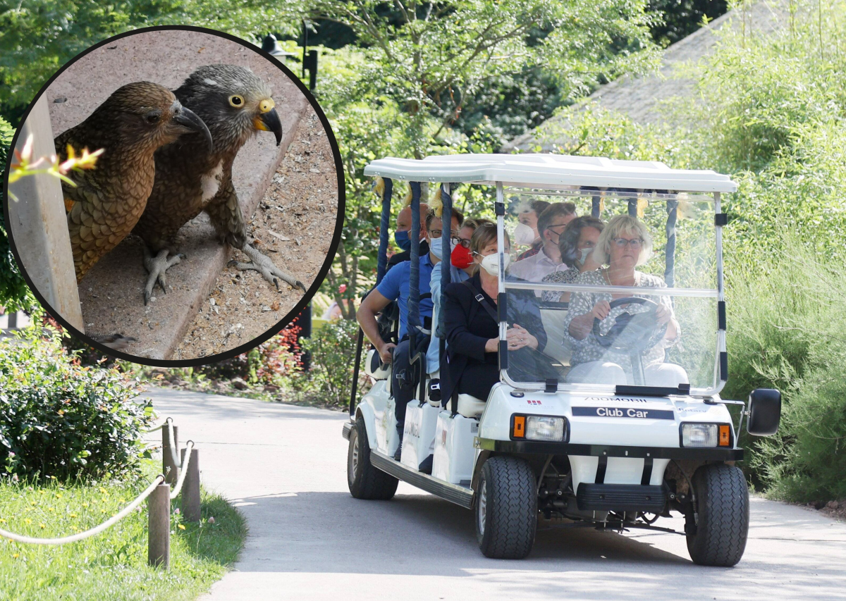 Zoo Erfurt Kea .png