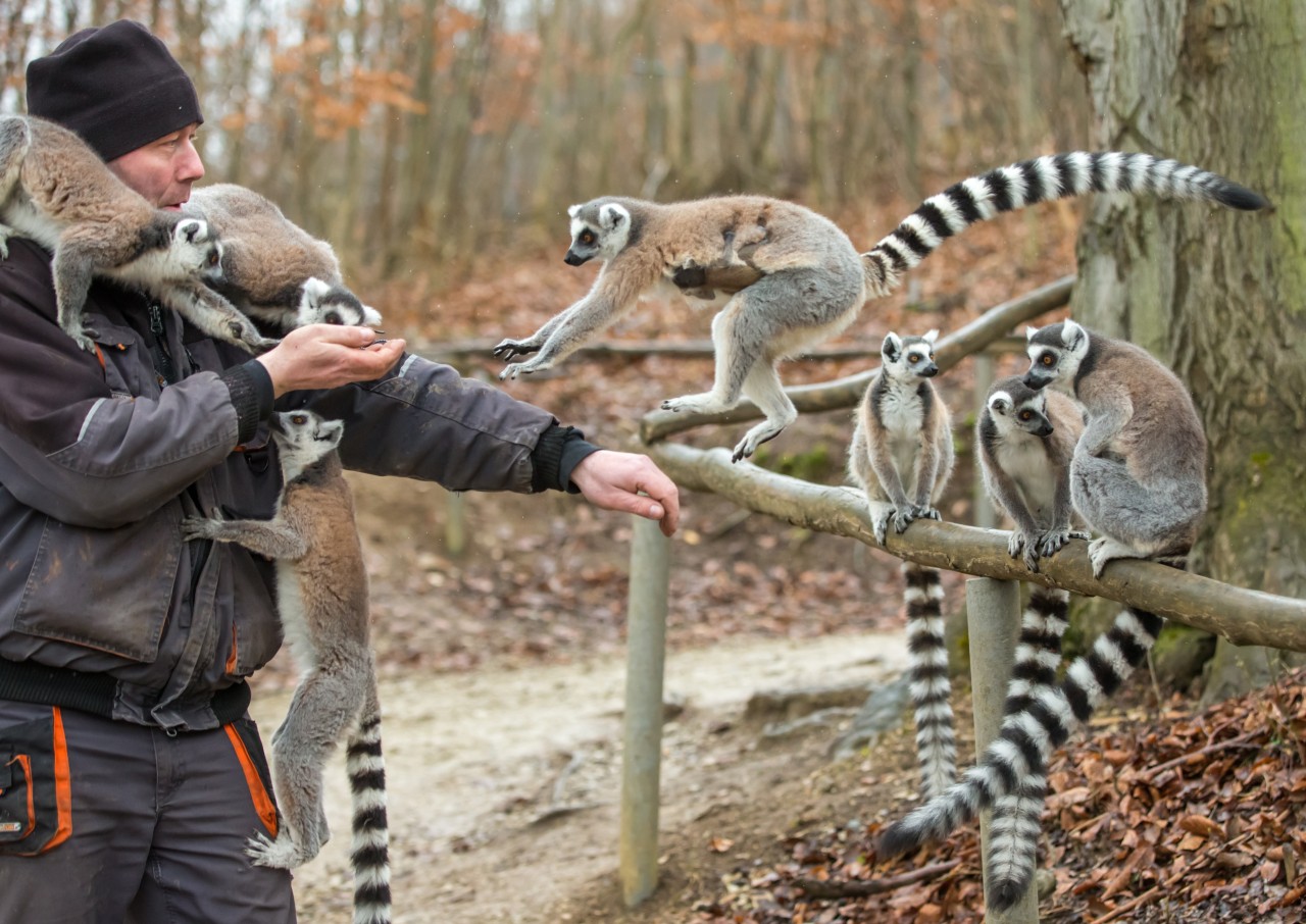 Silvio Dietzel scheut den Kontakt zu seinen Lemuren im Affenwald Straußberg nicht. (Archivbild)
