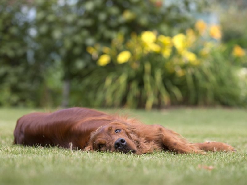 hund in thüringen irish setter.jpg
