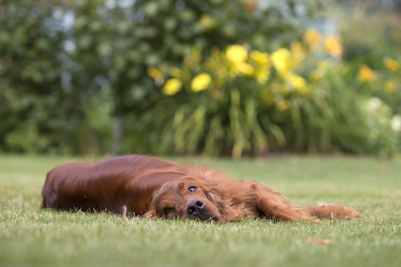 Hund in Thüringen: Lara musste einiges mit ansehen. Zum Glück wurde ihr schnell geholfen. (Symbolbild)