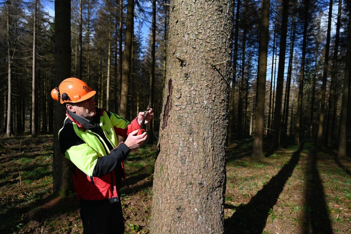 thüringen borkenkäfer