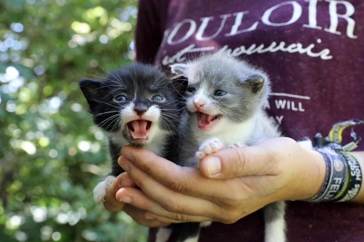 thüringen katzen