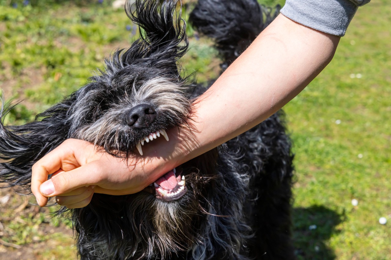 Hund in Gera: Gleich mehrere Vierbeiner zeigten sich am Samstag aggressiv und bissig. (Symbolbild) 