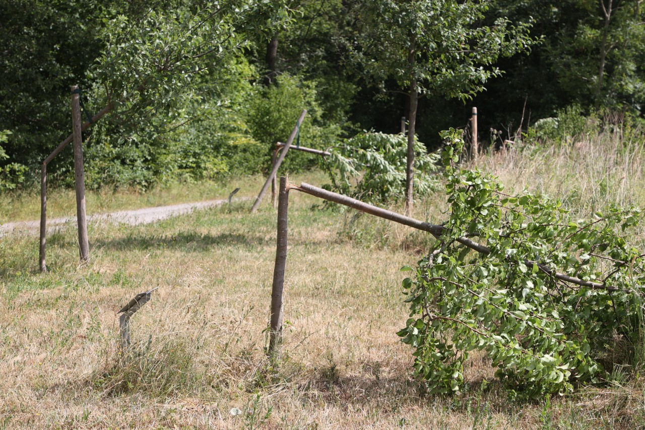 Bereits vor wenigen Tagen haben Unbekannte Bäume abgesägt, die an Opfer des Konzentrationslager bei Weimar erinnern sollen. 