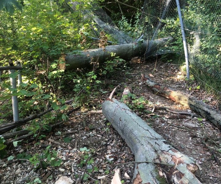 affenwald straußberg
