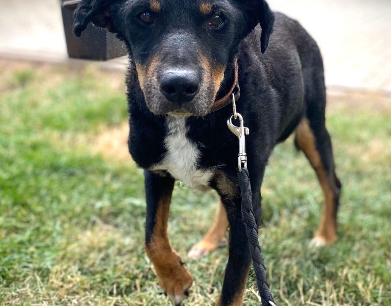 hund nordhausen blacky.jpg