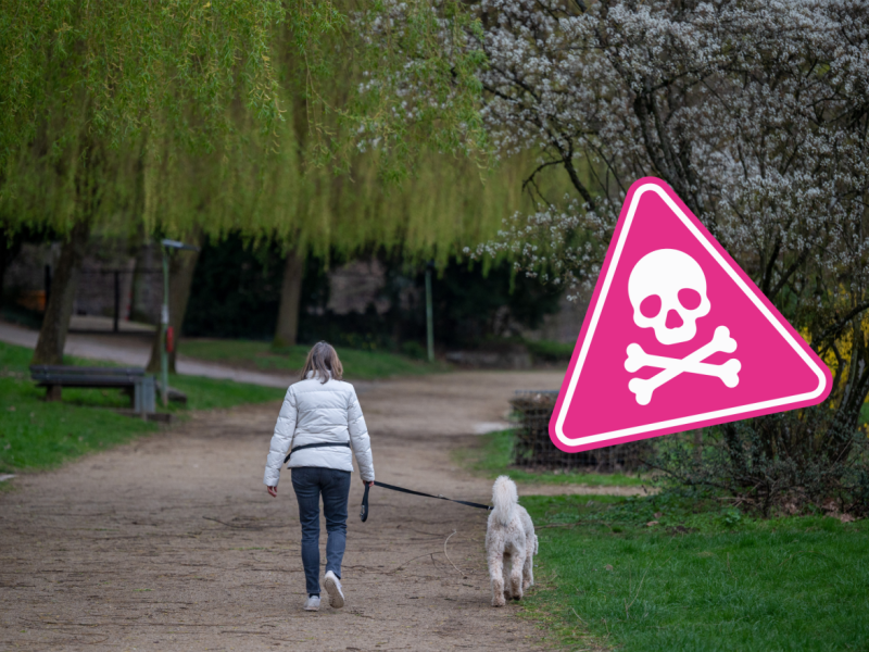 Hund in Thüringen.png