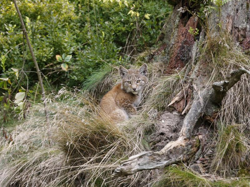 Thüringen Luchs
