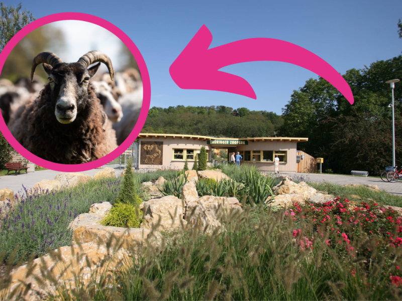erfurt zoo unpixel.png