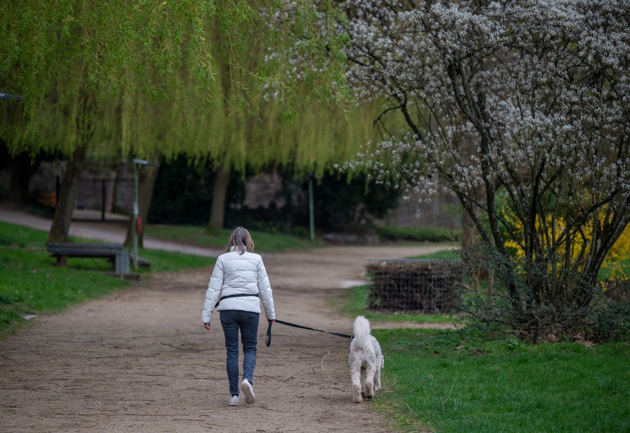 Für einen Hund in Thüringen ging es plötzlich um Leben und Tod. (Symbolbild)