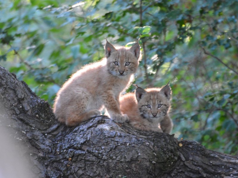 thüringen wildkatzendorf.JPG