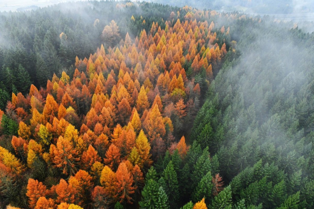 thüringer wald.jpg