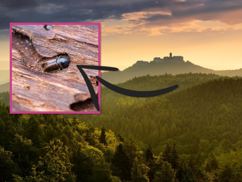 thüringer wald unpixel.jpg
