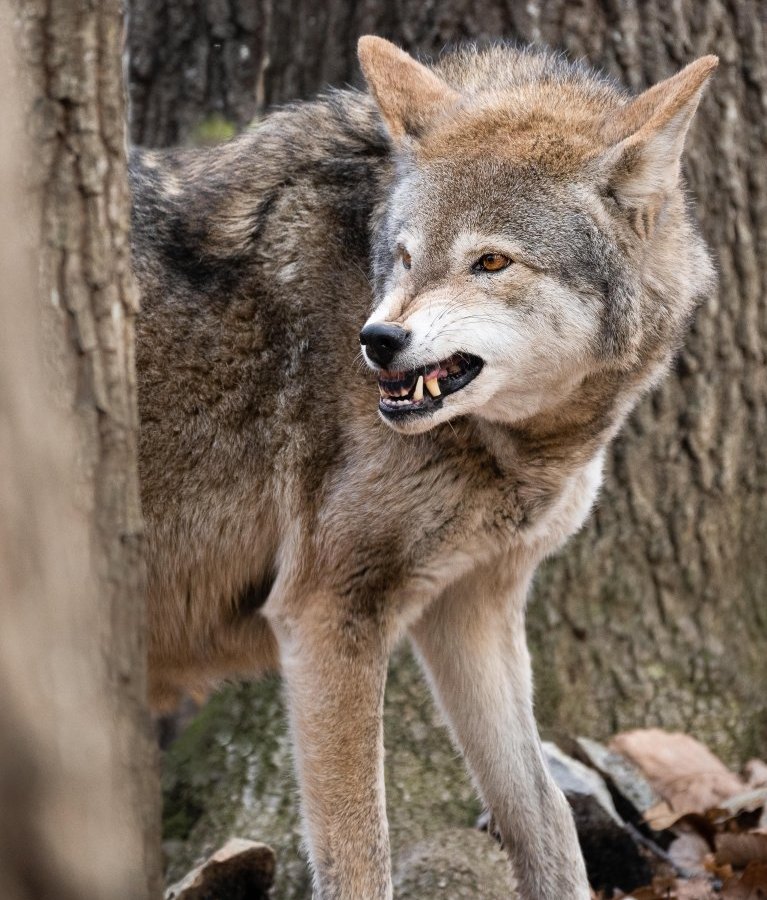 thüringer wald wolf.jpg