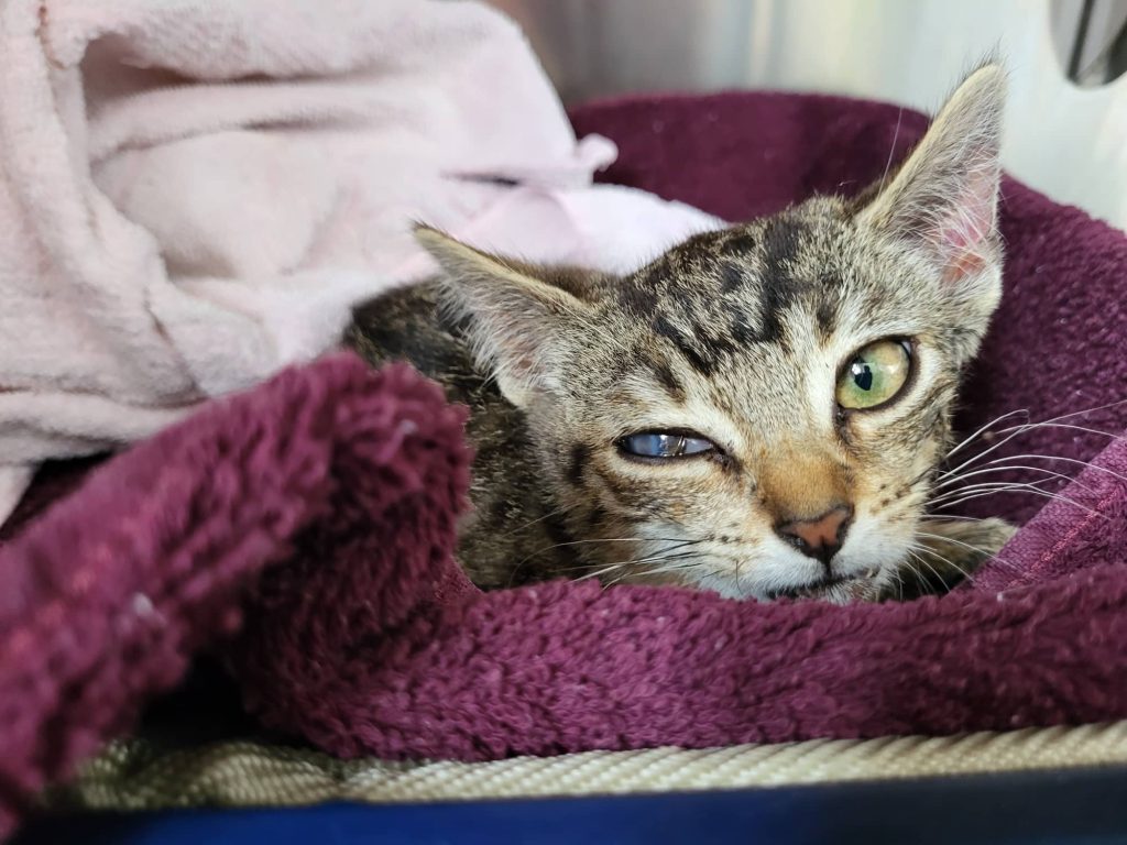 Verletztes Katzen-Baby guckt in die Kamera