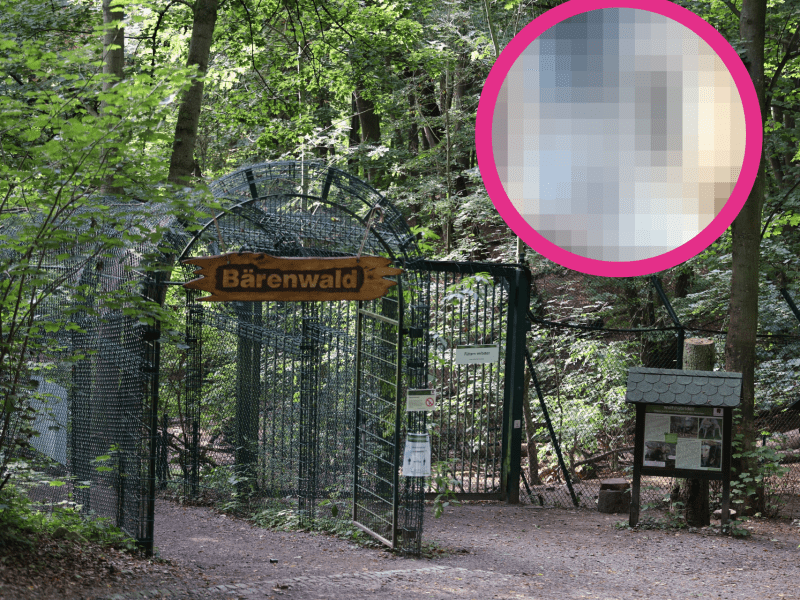 Ansicht auf den Bärenwald mit verpixeltem Bild in die Ecke montiert