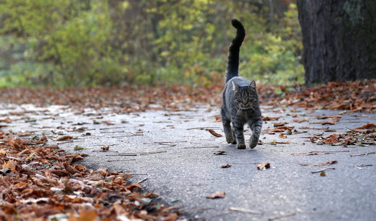 Graue Katze streift durch Laub