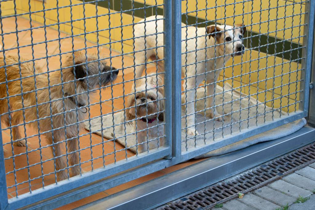 Hunde stehen im Zwinger und gucken raus