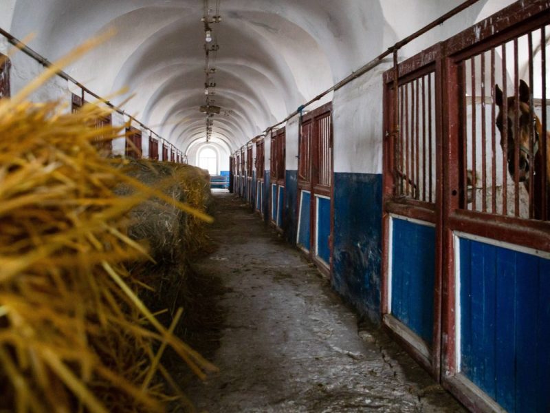 Pferde gucken aus ihren Boxen in die Stallgasse