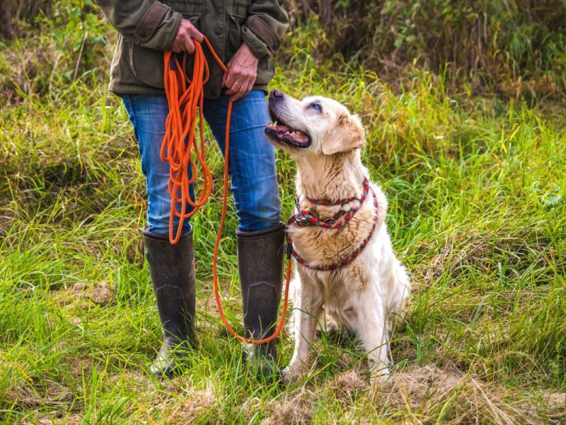 Heller Hund macht Sitz und guckt Besitzerin an