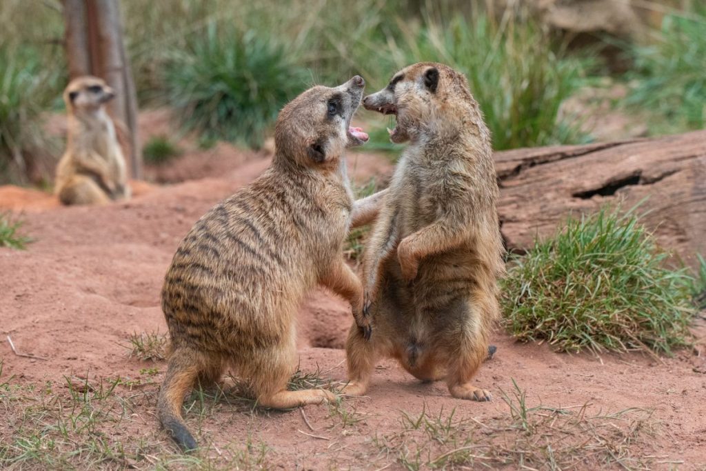 Zoo Erfurt - Erdmännchen