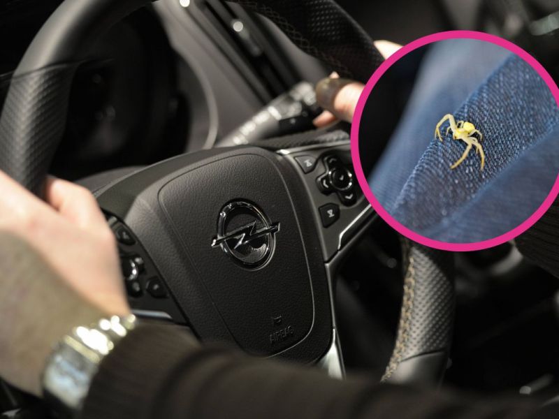 Opel-Fahrer – Spinne