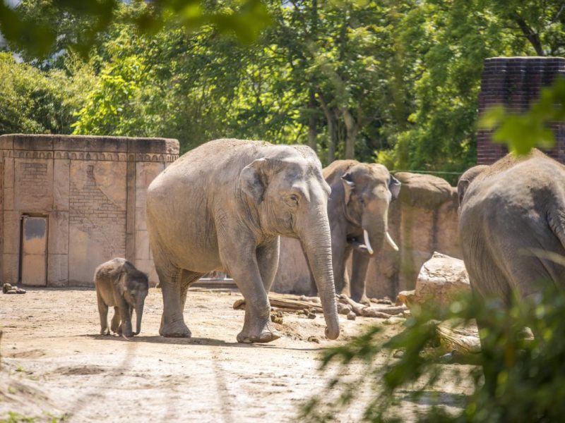Aufregung im Elefanten-Gehege im Zoo Leipzig! (Archivbild)