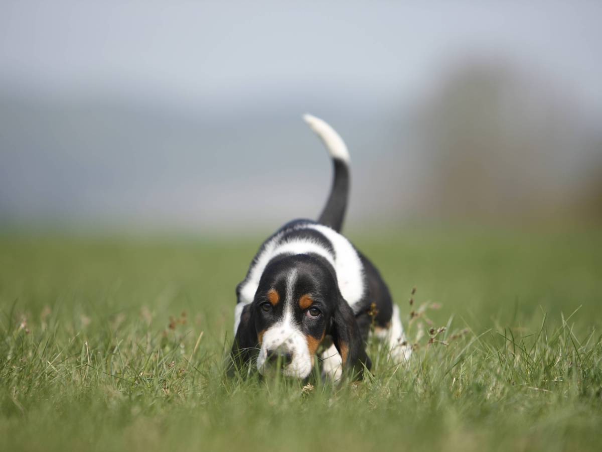 Hund schnüffelt in Wiese