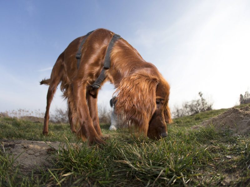 Hund schnüffelt auf einer Wiese