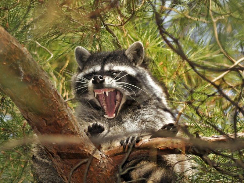 Aggressiver Waschbär sitzt auf einem Baum