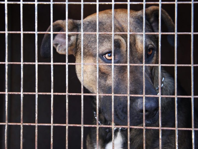 Hund sitzt hinter Gitterstäben