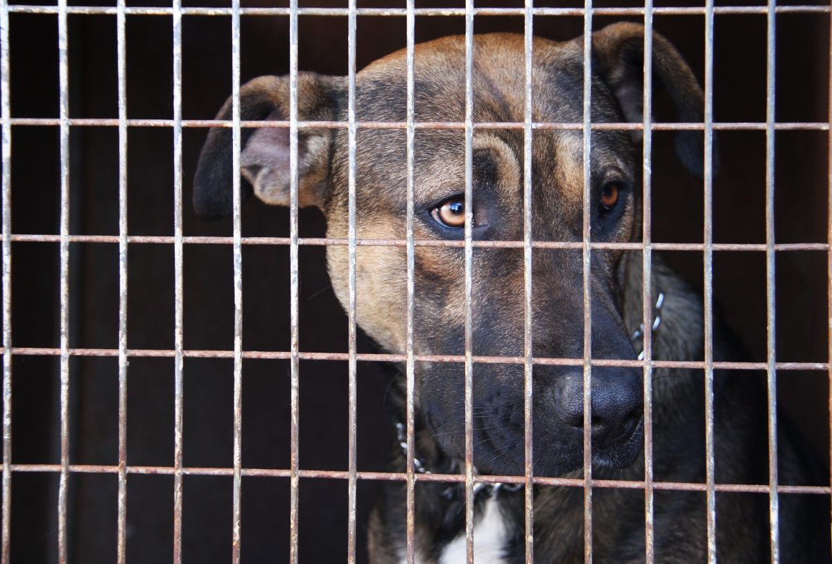 Hund sitzt hinter Gitterstäben