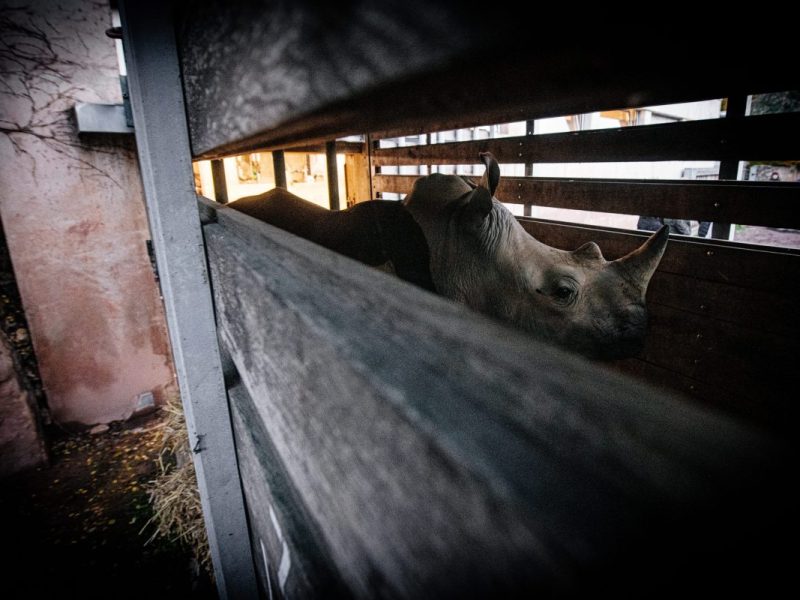 Acht Monate nach dem plötzlichen Tod von zwei Nashörnern im Erfurter Zoo sind am Freitag zwei neue Nashörner angekommen.