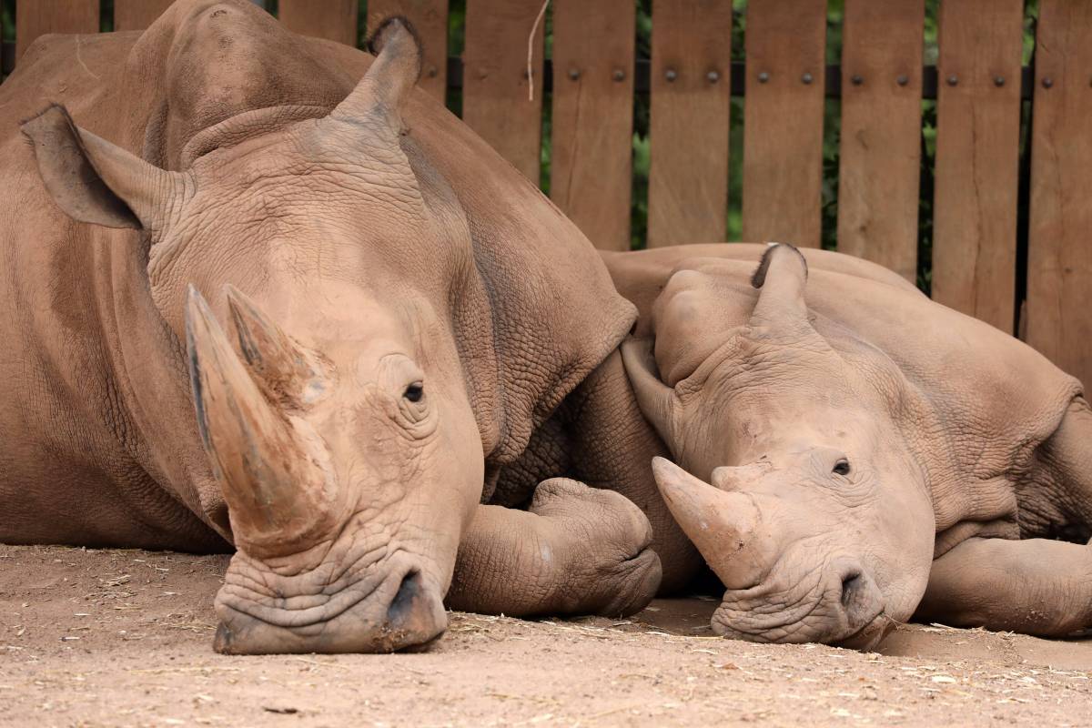 Der Zoo Erfurt bekommt neue Nashörner. (Archivbild)