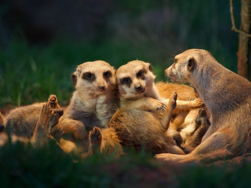 Zoo Erfurt