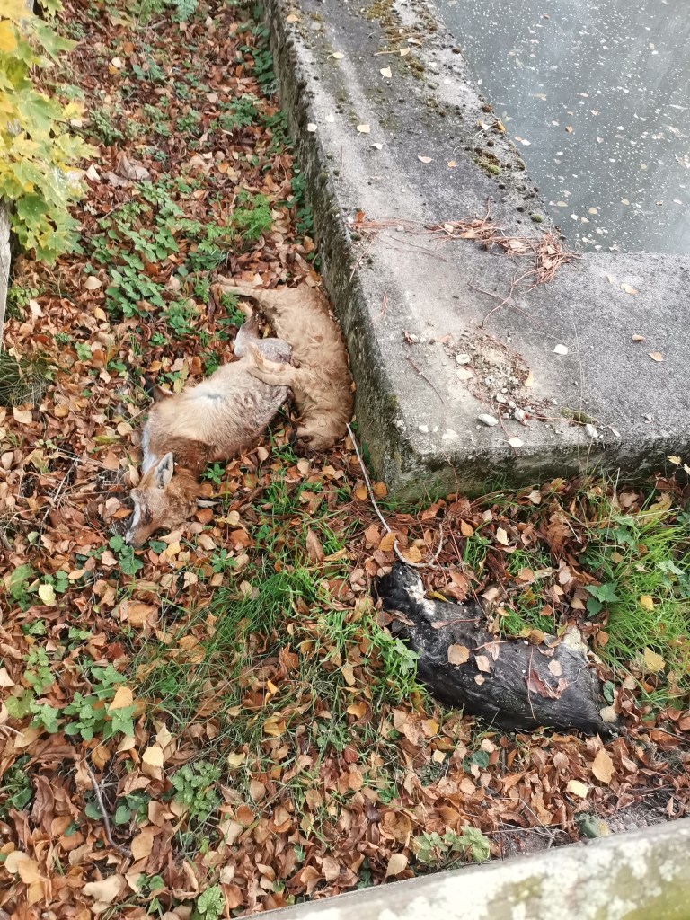 Unfassbar! Irgendjemand hat auf einem Spielplatz in Thüringen tote Tiere entsorgt. 