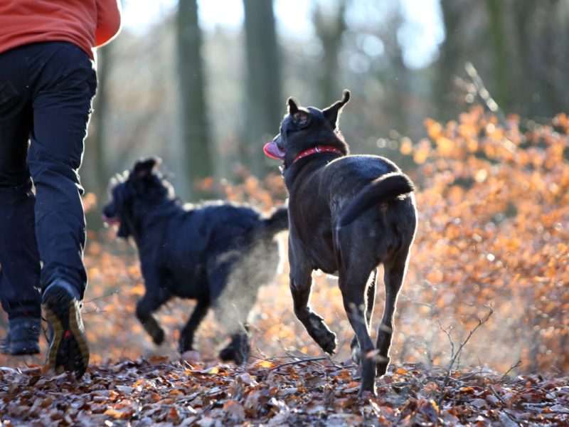 Ein Hund rennt durch einen Wald in Thüringen.