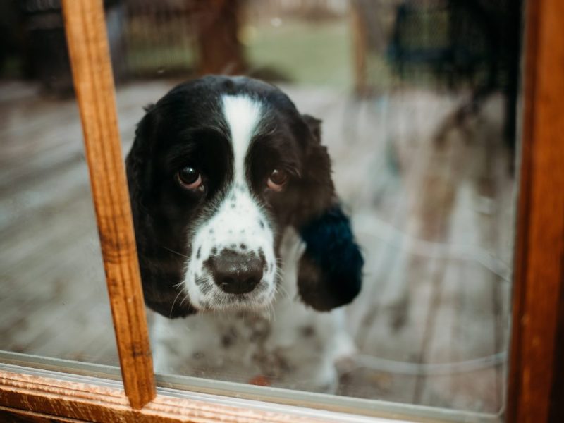 Die Silvesternacht ist nicht für jeden schön – Tiere leiden besonders. (Symbolbild)