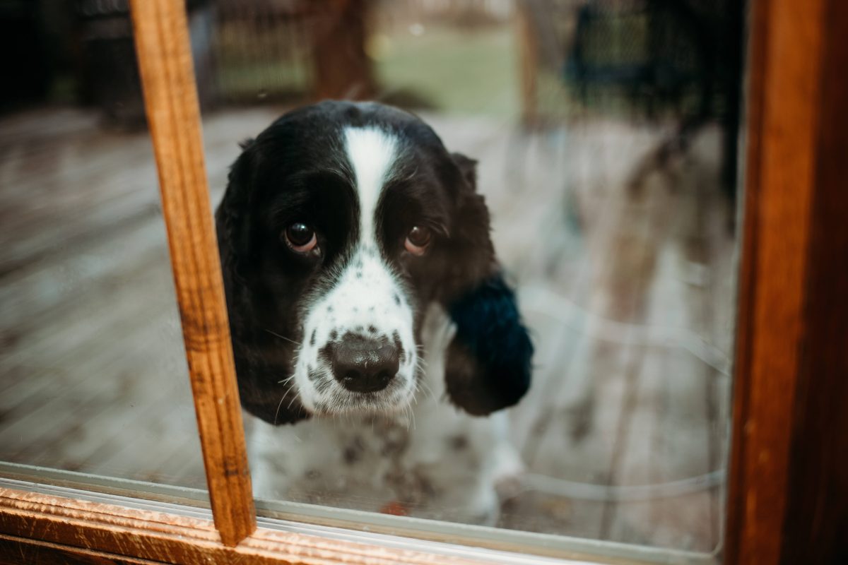 Die Silvesternacht ist nicht für jeden schön – Tiere leiden besonders. (Symbolbild)