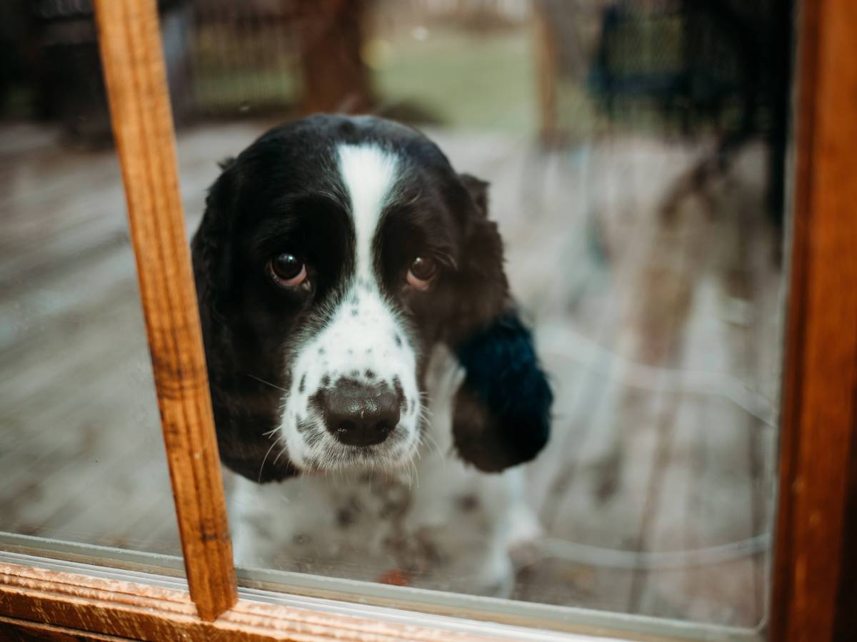 Ein Hund in Erfurt ist fast ums Leben gekommen, weil sein Frauchen einen fatalen Fehler gemacht hat. (Symbolbild)