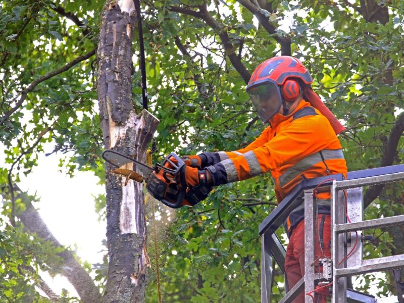 Auf einer Fläche in Erfurt fällt jetzt jeder zweite Baum.