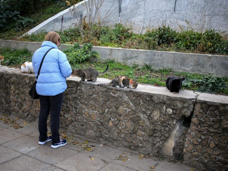 Eine Frau aus Suhl in Thüringen hat ein Herz für Katzen. Zuletzt hatte sie sich auch liebevoll um Streuner gekümmert. Das könnte ihr jetzt zum Verhängnis werden.