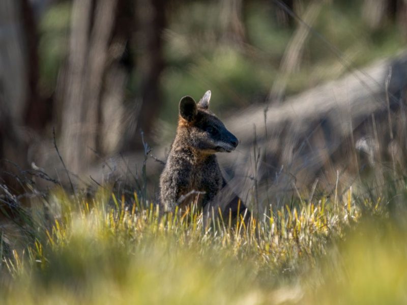 Ein Wallaby aus Thüringen wird schmerzlichst vermisst.