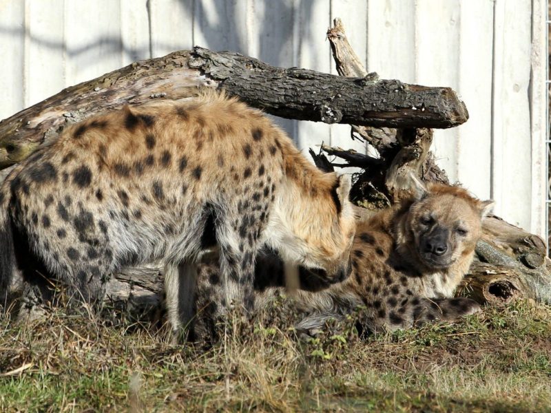 zoo erfurt