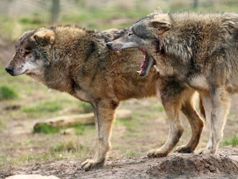 Wolf Thueringen