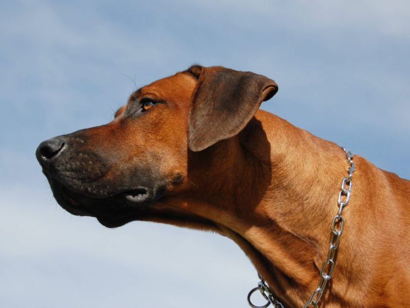 thueringen hund ridgeback