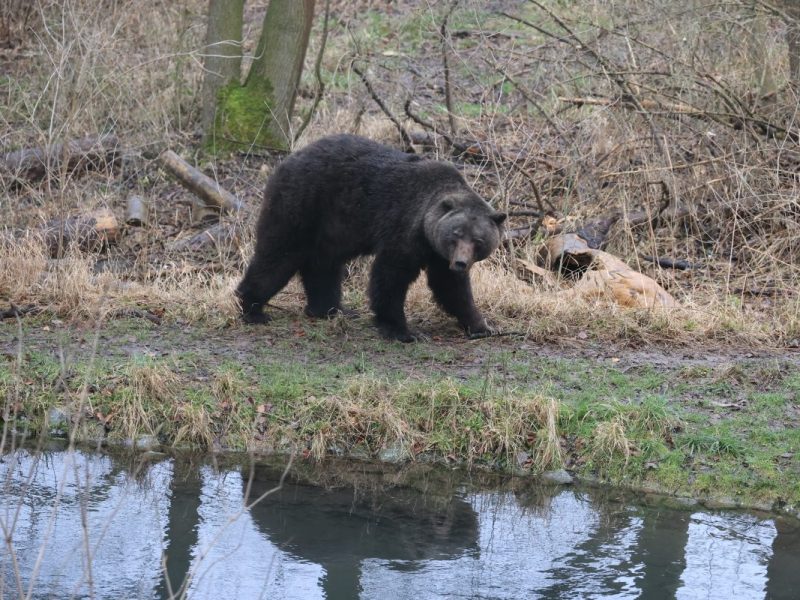 Trauer um Bär Max im Bärenpark Worbis! (Archivbild)