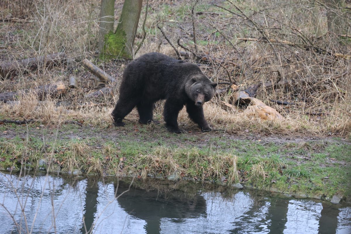 Trauer um Bär Max im Bärenpark Worbis! (Archivbild)