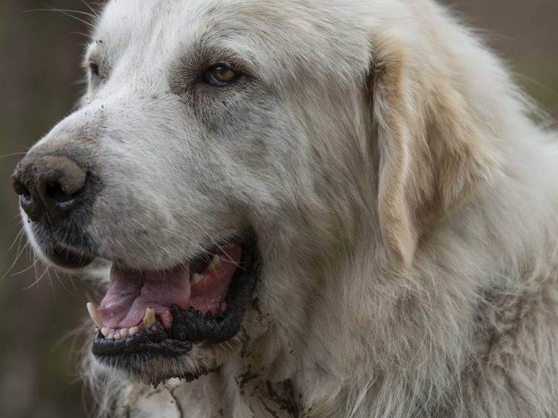 Hund in Thüringen